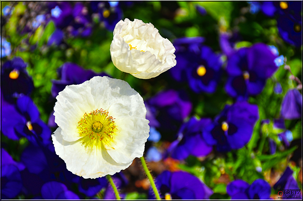 Weiß auf Blau