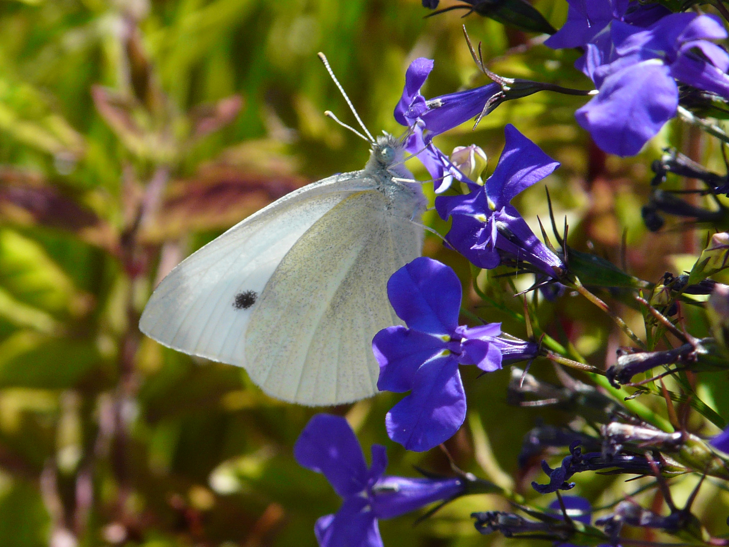 Weiß auf Blau