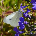 Weiß auf Blau