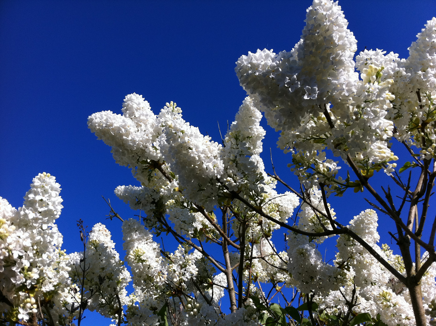 Weiß auf Blau