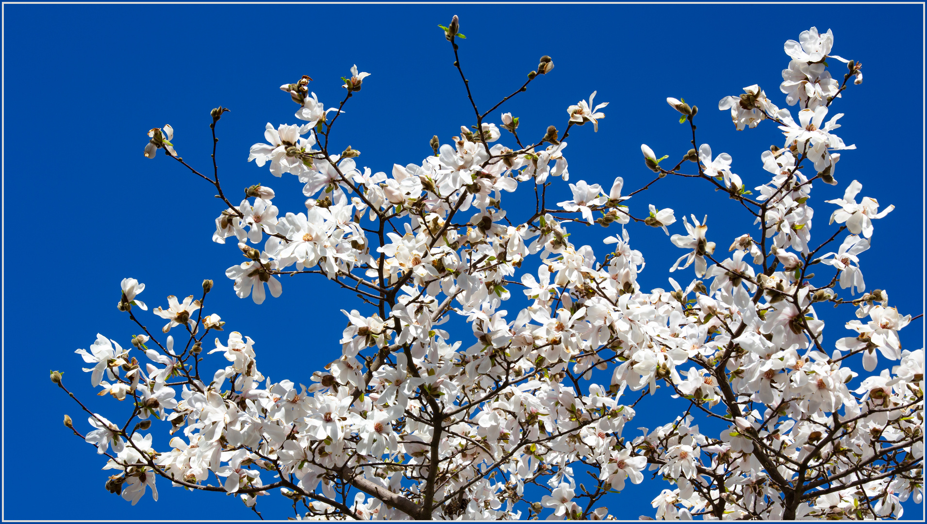 Weiß auf Blau