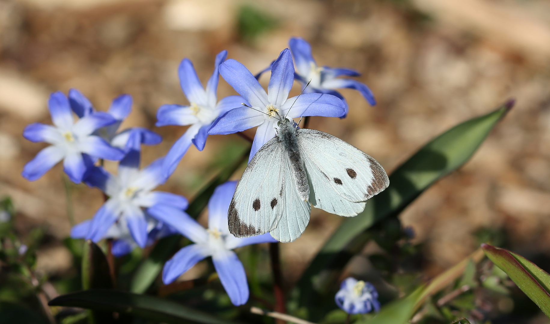 Weiss auf Blau