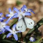 Weiss auf Blau