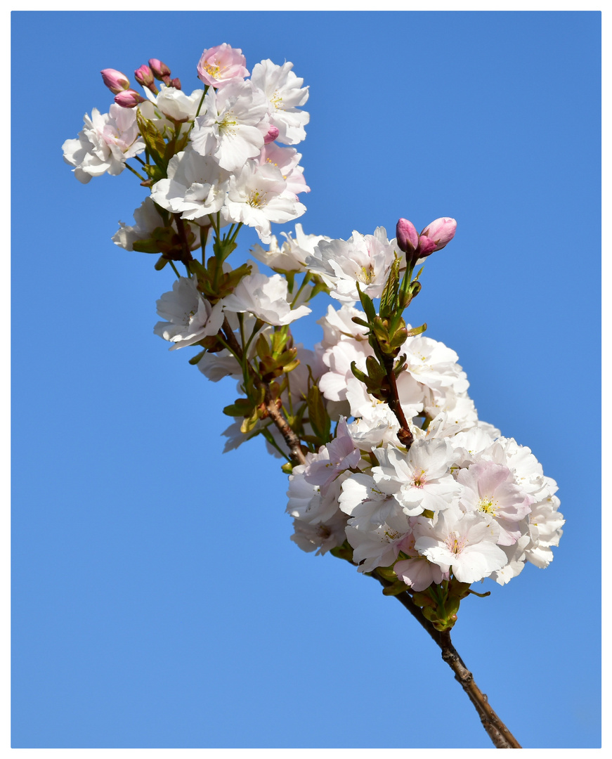 Weiß auf Blau 