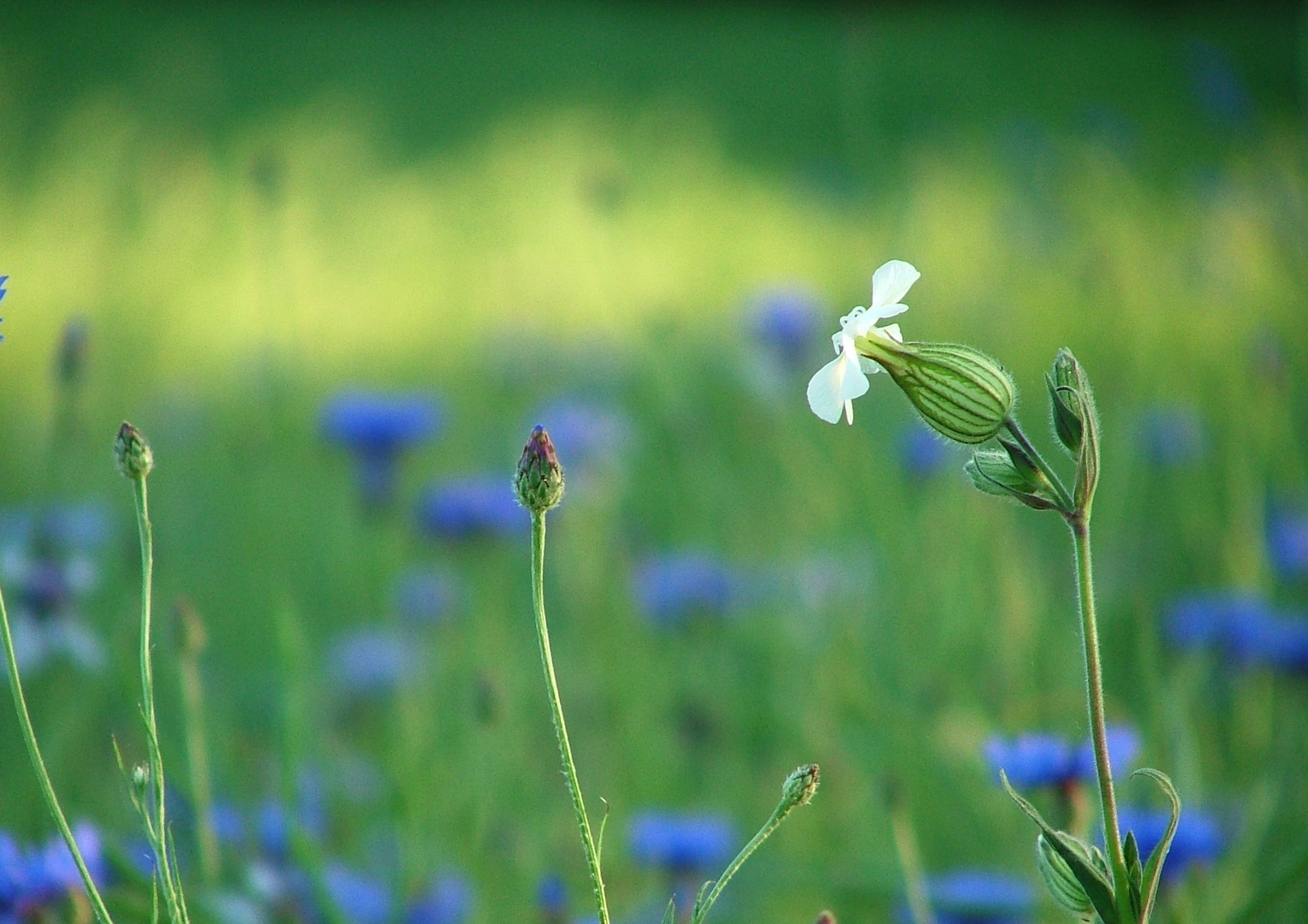 weiss-auf-blaugruen-1