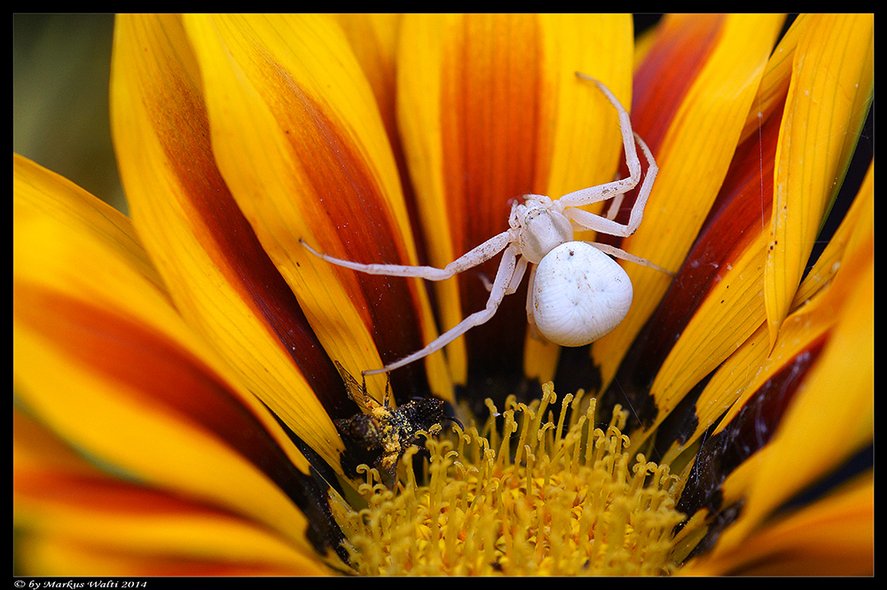 Weiss auf Bunt