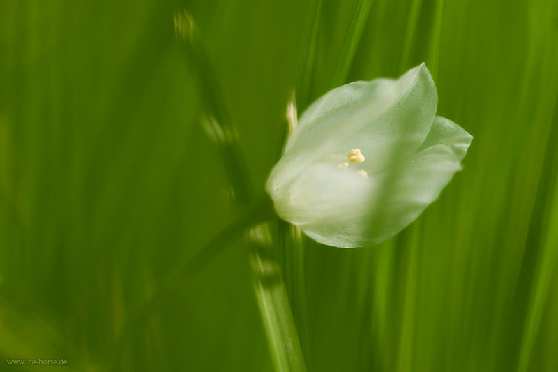 weiß auf grün