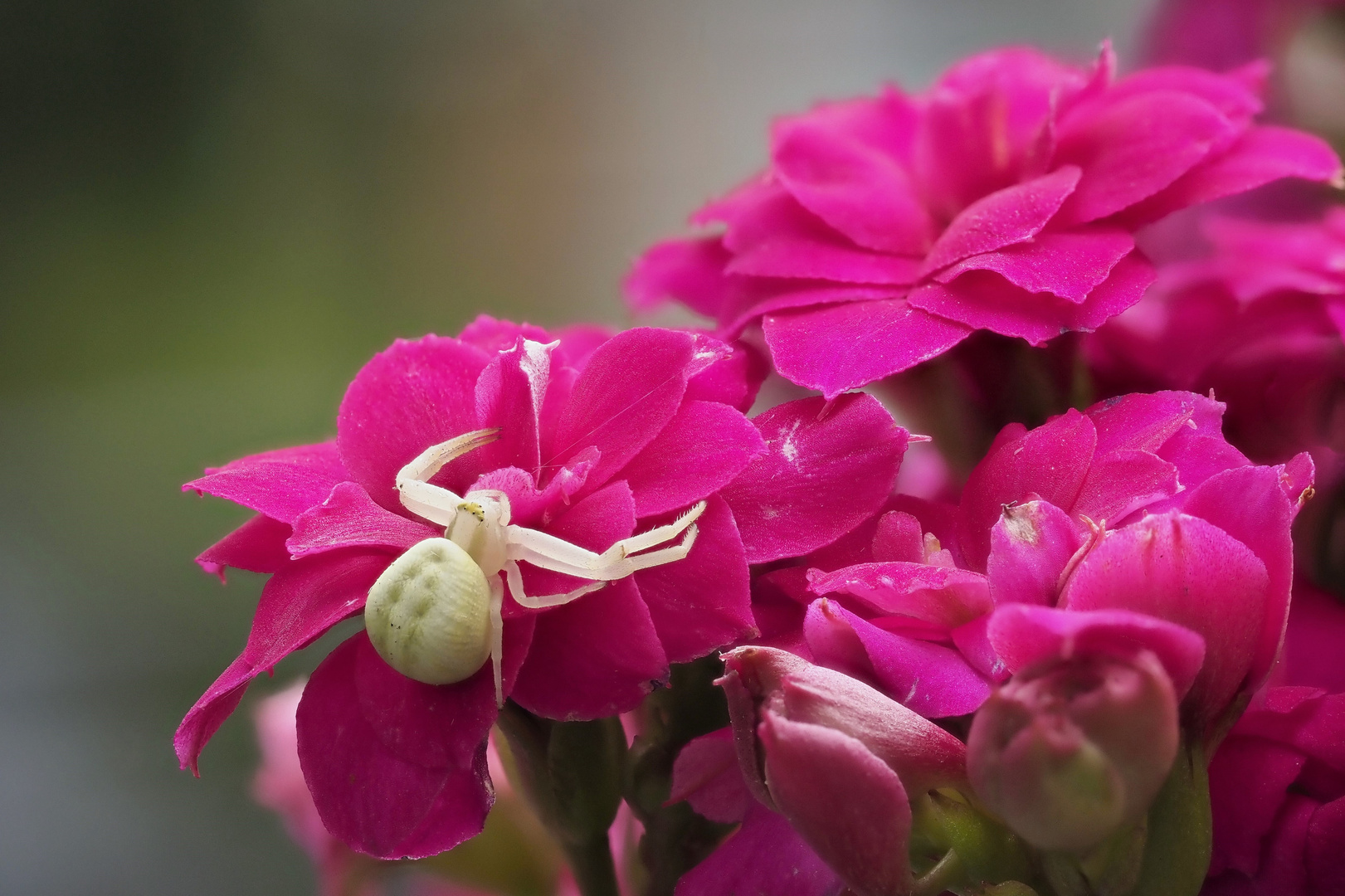 Weiß auf Pink