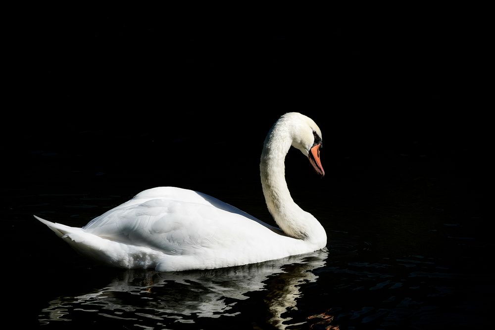 weiß auf schwarz