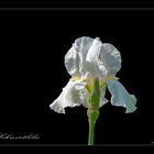 WEISS  auf  SCHWARZ  -  IRIS