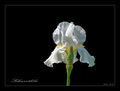 WEISS  auf  SCHWARZ  -  IRIS