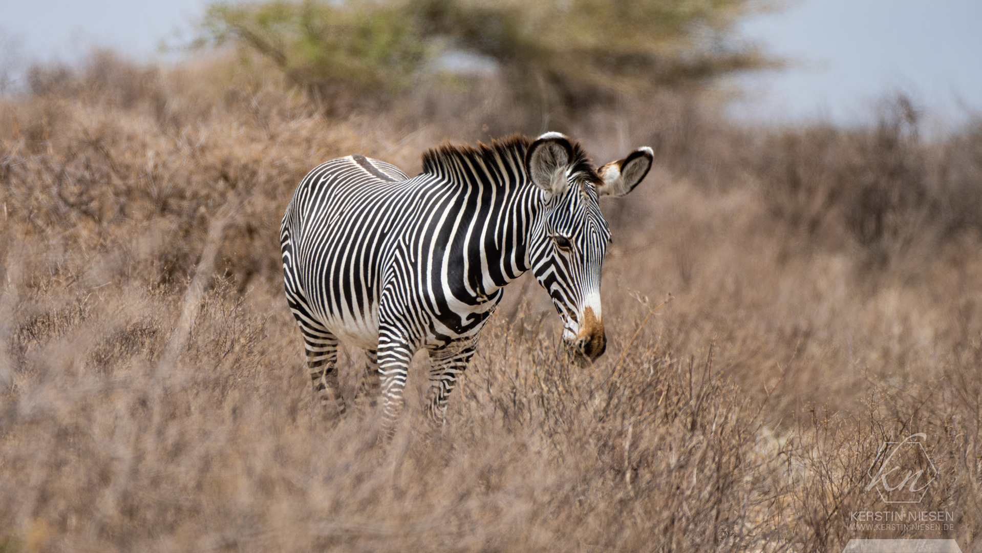 Weiß auf Schwarz oder Schwarz auf Weiß – Ein Zebra in der Steppe