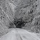 Weiss auf Wald