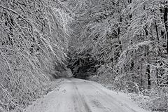 Weiss auf Wald