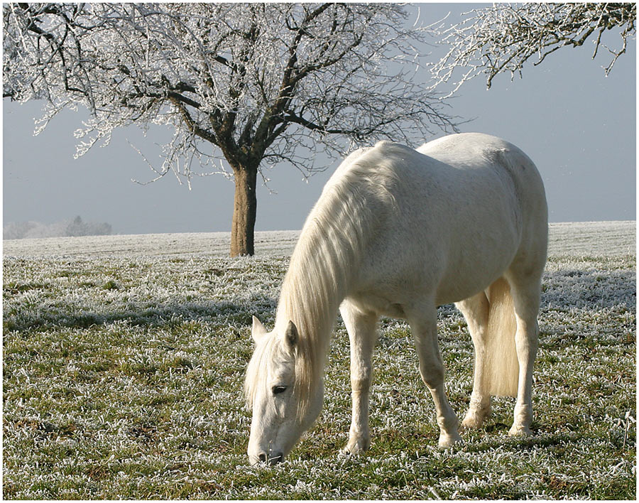 Weiss auf weiss (2) ......