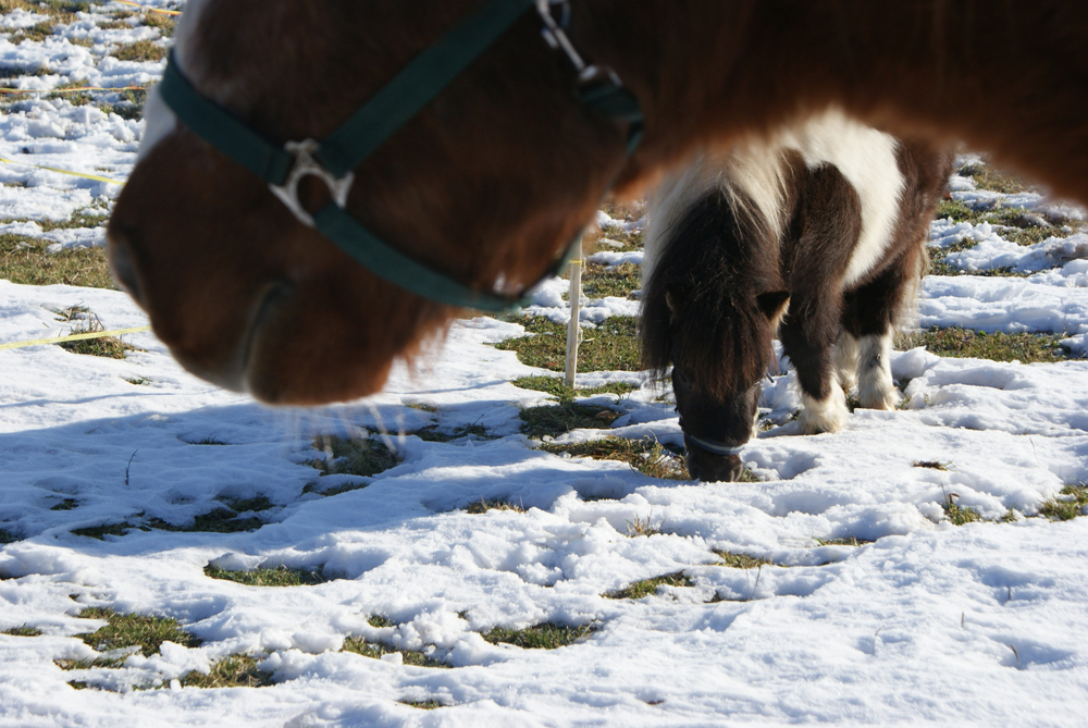 Weiss aufgedeckt…