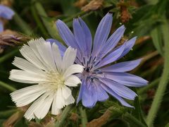 Weiß - Blau