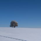 Weiss-Blau