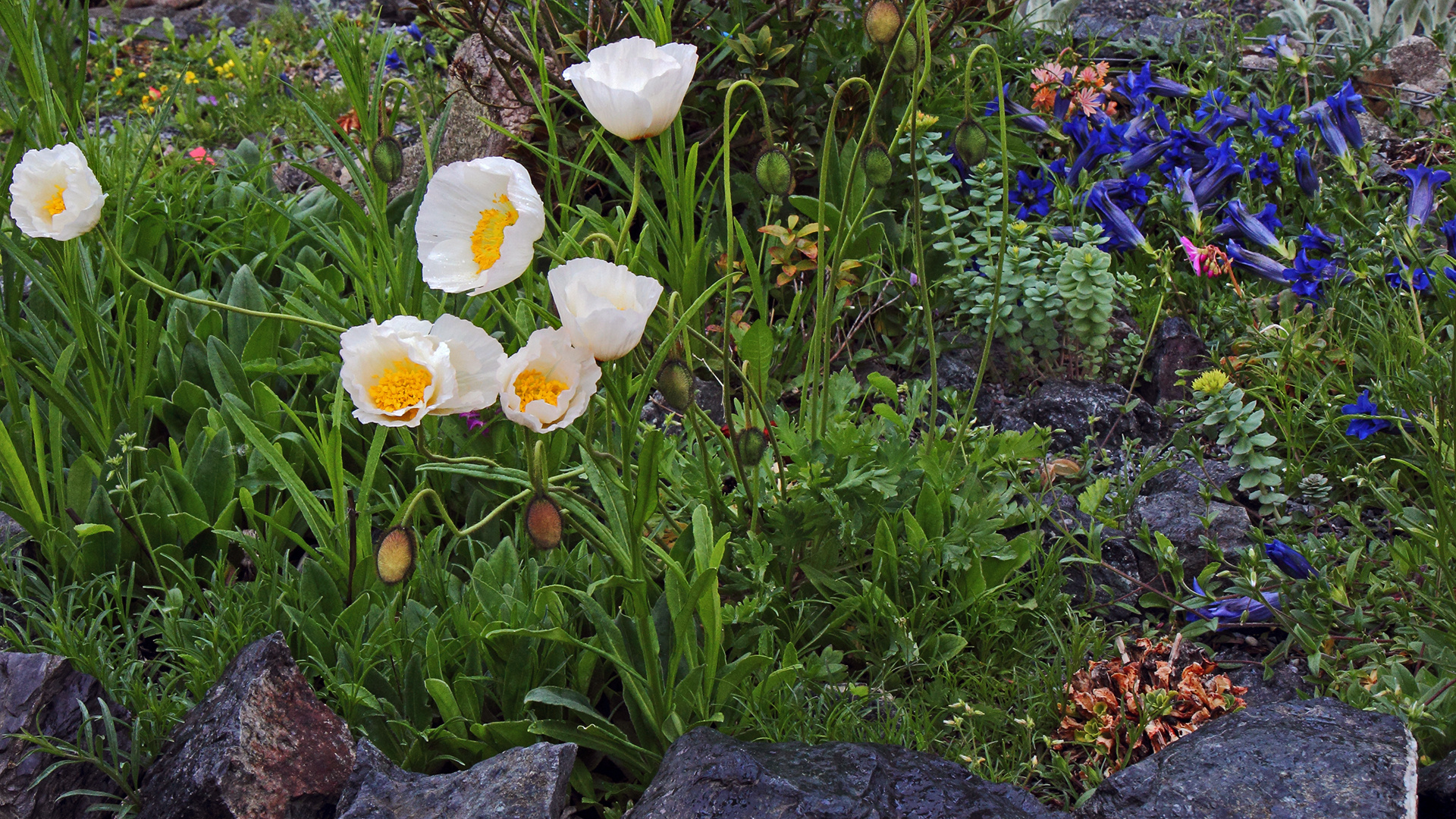 Weiß-Blau  aber im "saueren Hochbeet" nur, weil sich der Alpenmohn selber ausgesät hat...