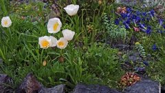 Weiß-Blau  aber im "saueren Hochbeet" nur, weil sich der Alpenmohn selber ausgesät hat...