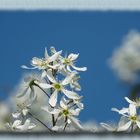 weiß blau aber nicht Bayern