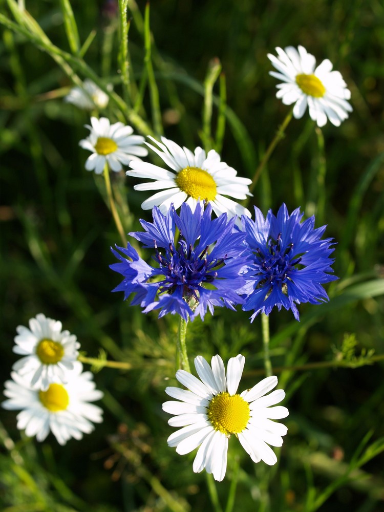 weiß-blau bayerisch