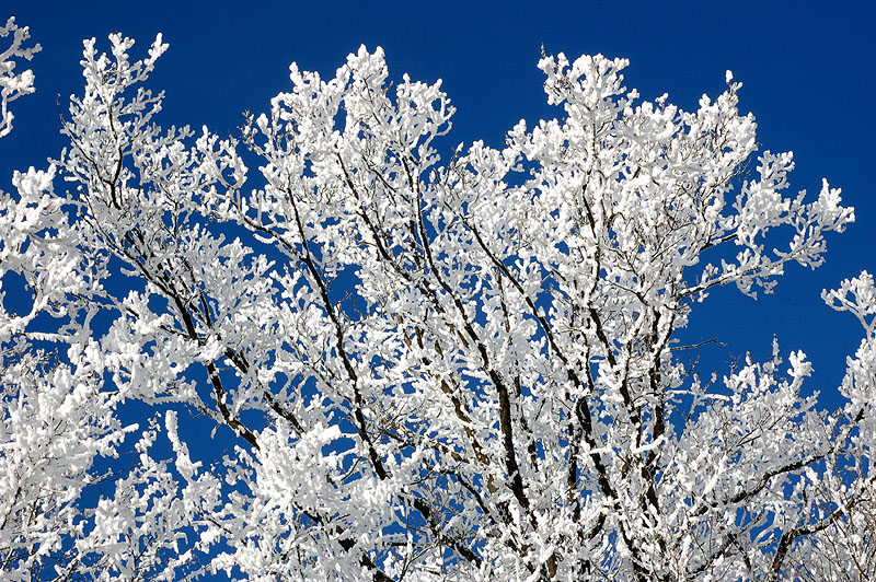 Weiss-Blau