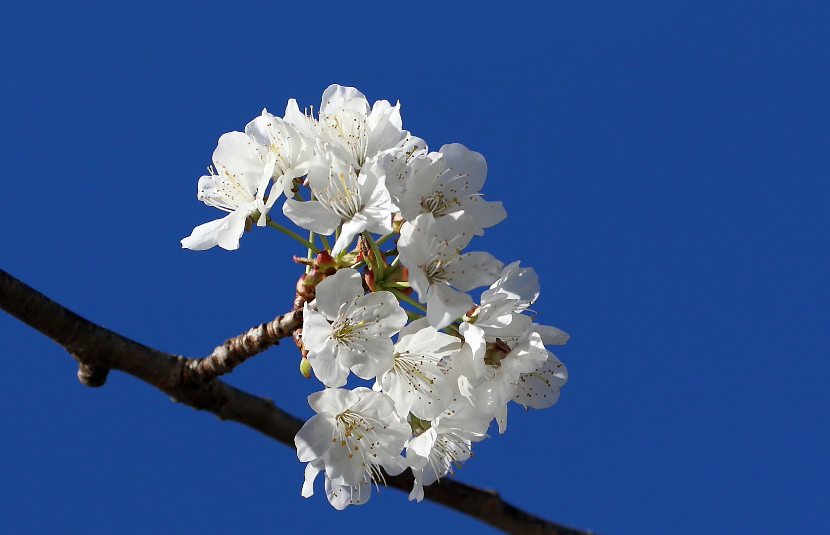 weiss-blau