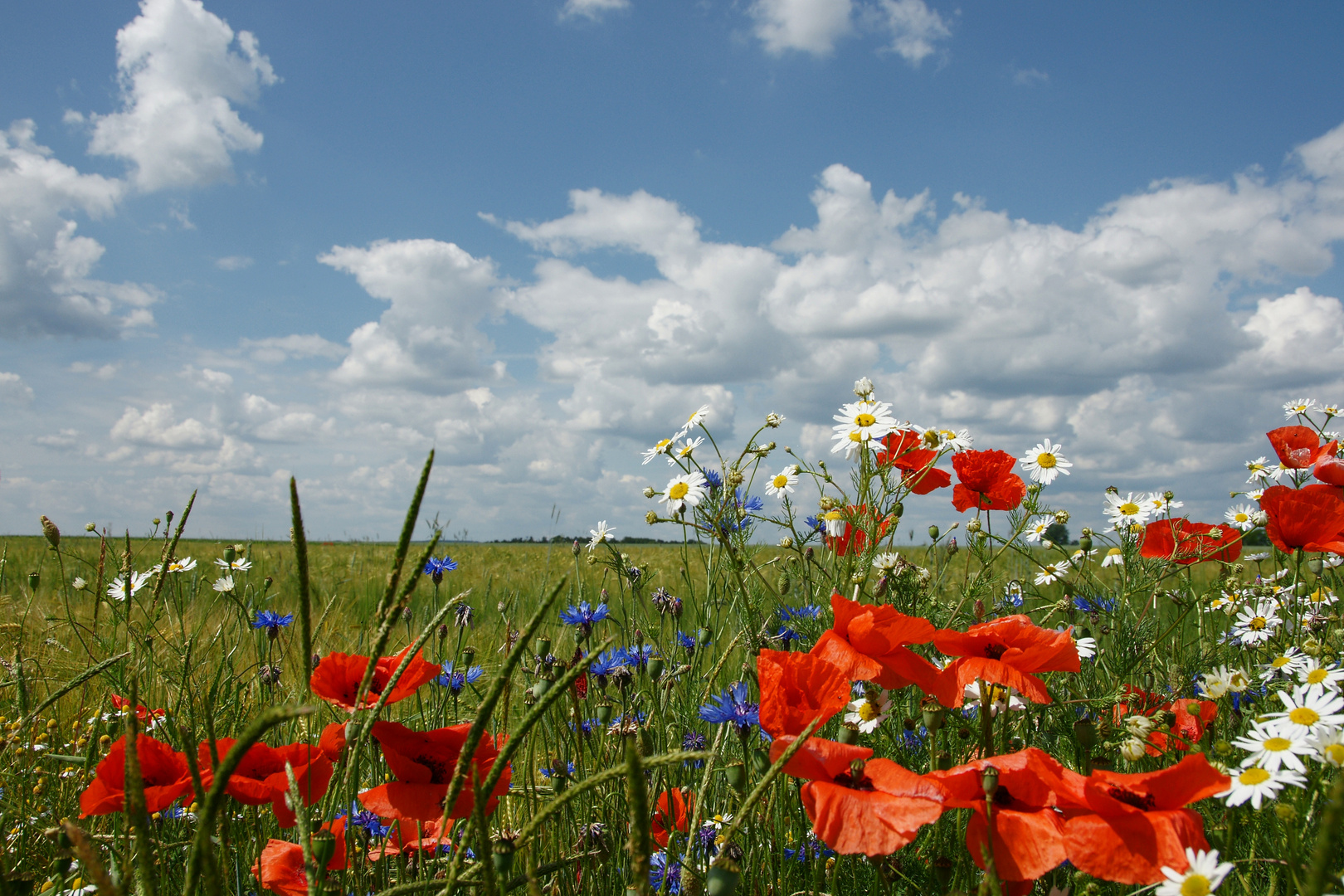 weiß blau - der Himmel in Bayern