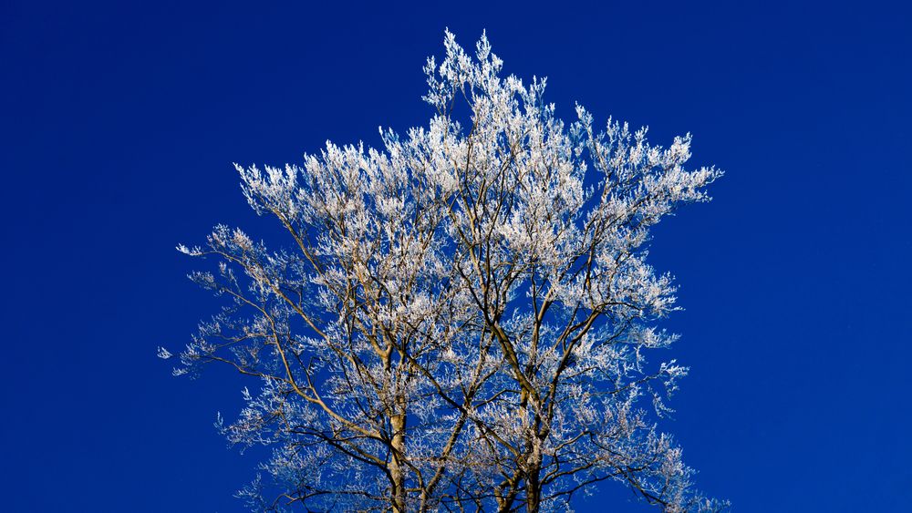 Weiß Blau