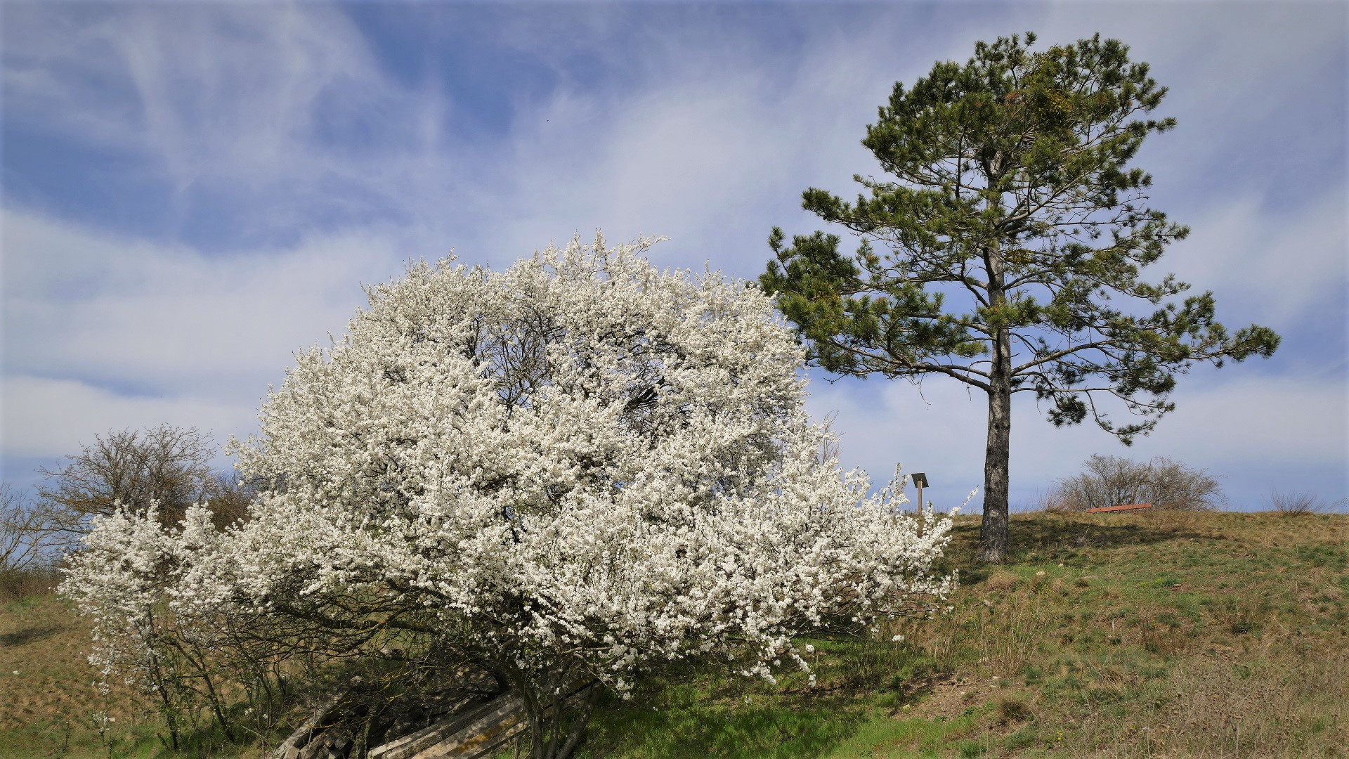 Weiß, Blau, Grün