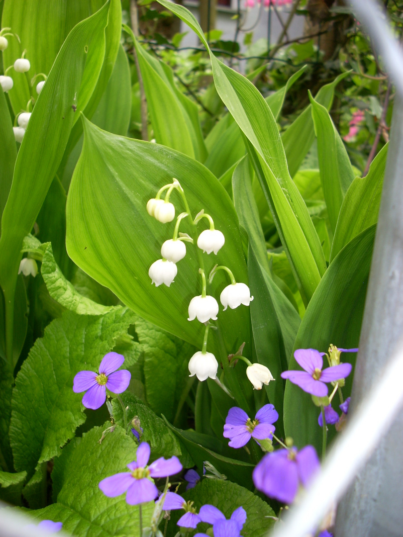 Weiß-Blau-Grün