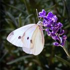 Weiß-Blau im Garten