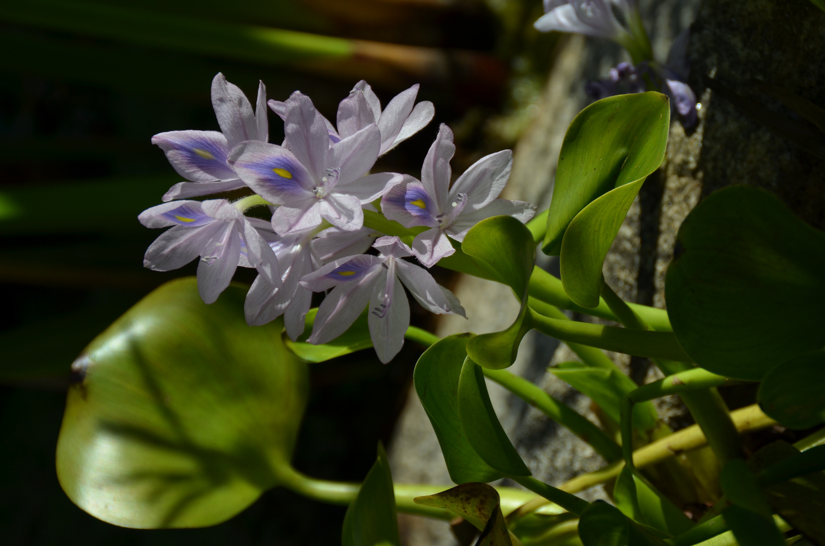 Weiß-Blau im Gartenteich