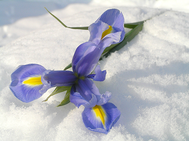 Weiss - Blau - Iris im Schnee