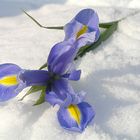 Weiss - Blau - Iris im Schnee