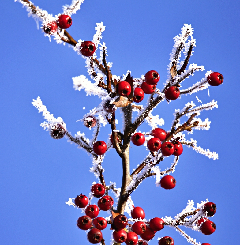 Weiss Blau Rot