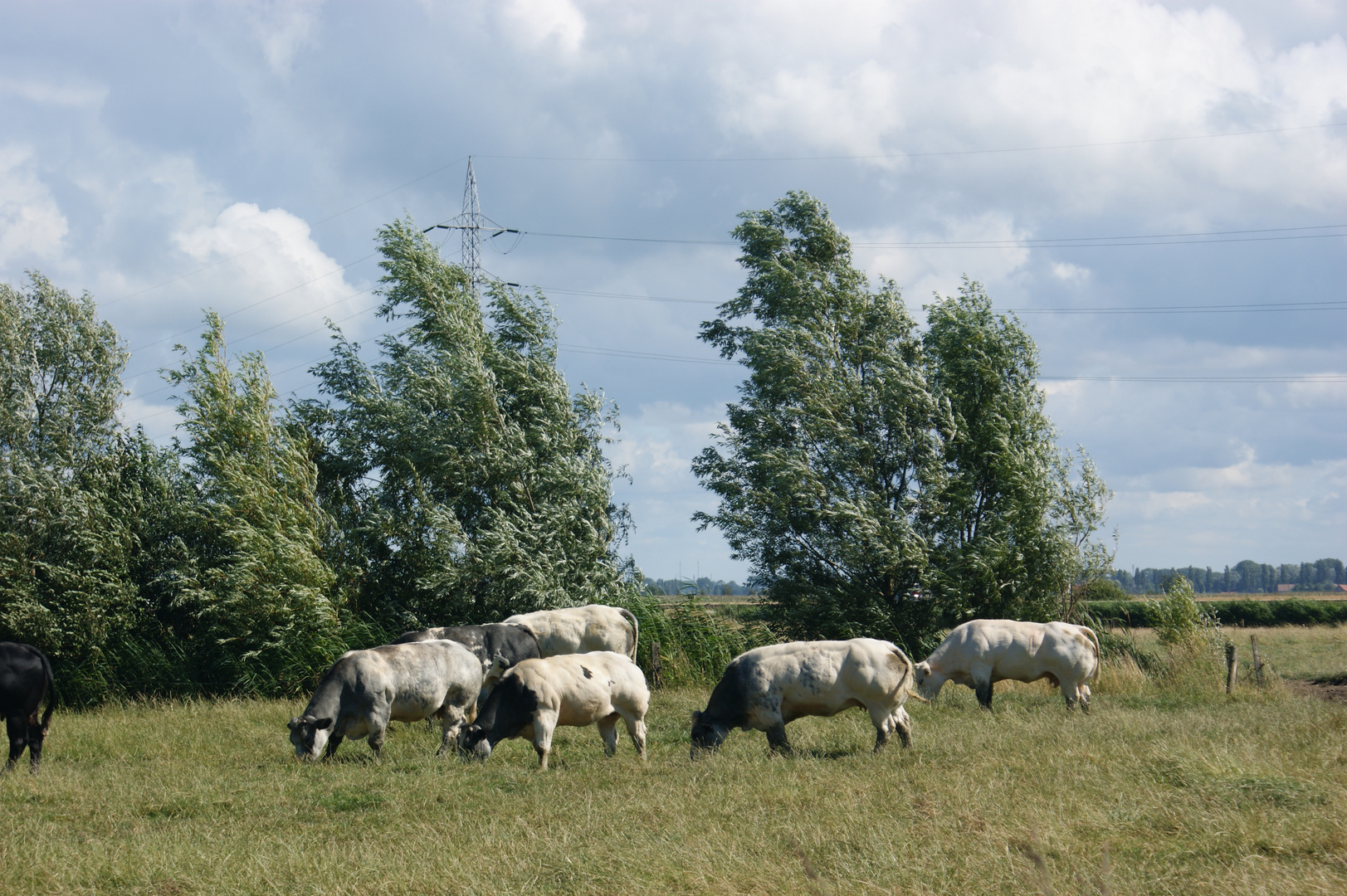 Weiß-blaue Belgier auf der Weide