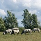 Weiß-blaue Belgier auf der Weide