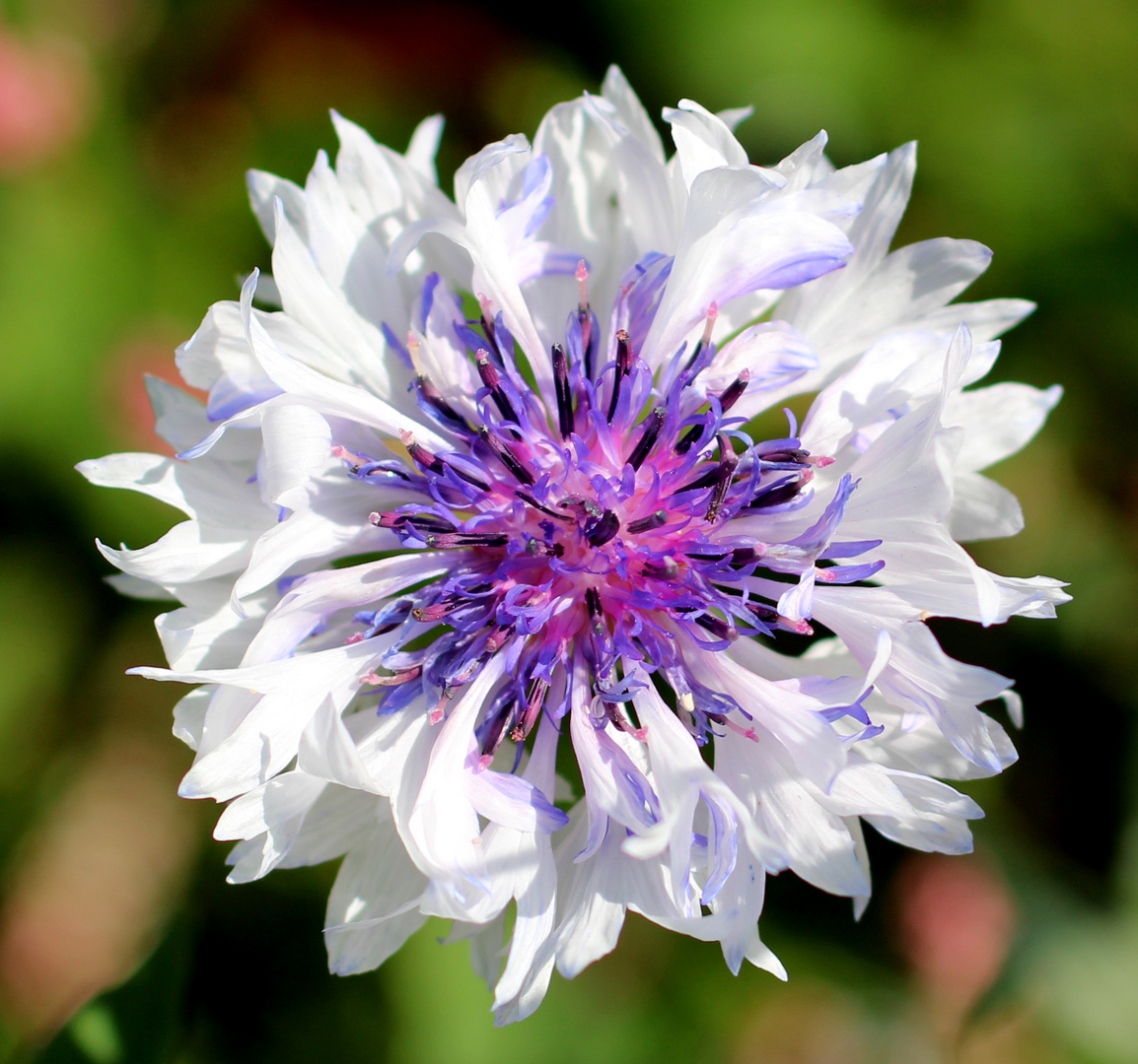 Weiß-blaue Kornblume....