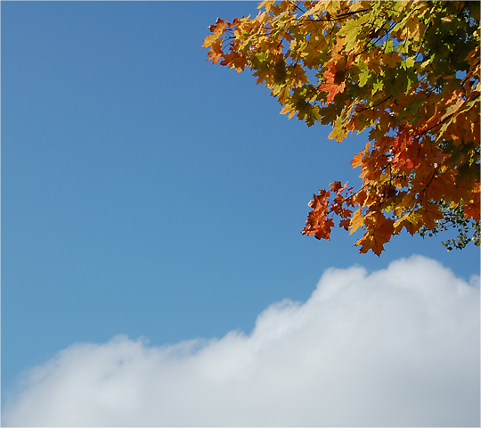 Weiß-Blauer Herbst