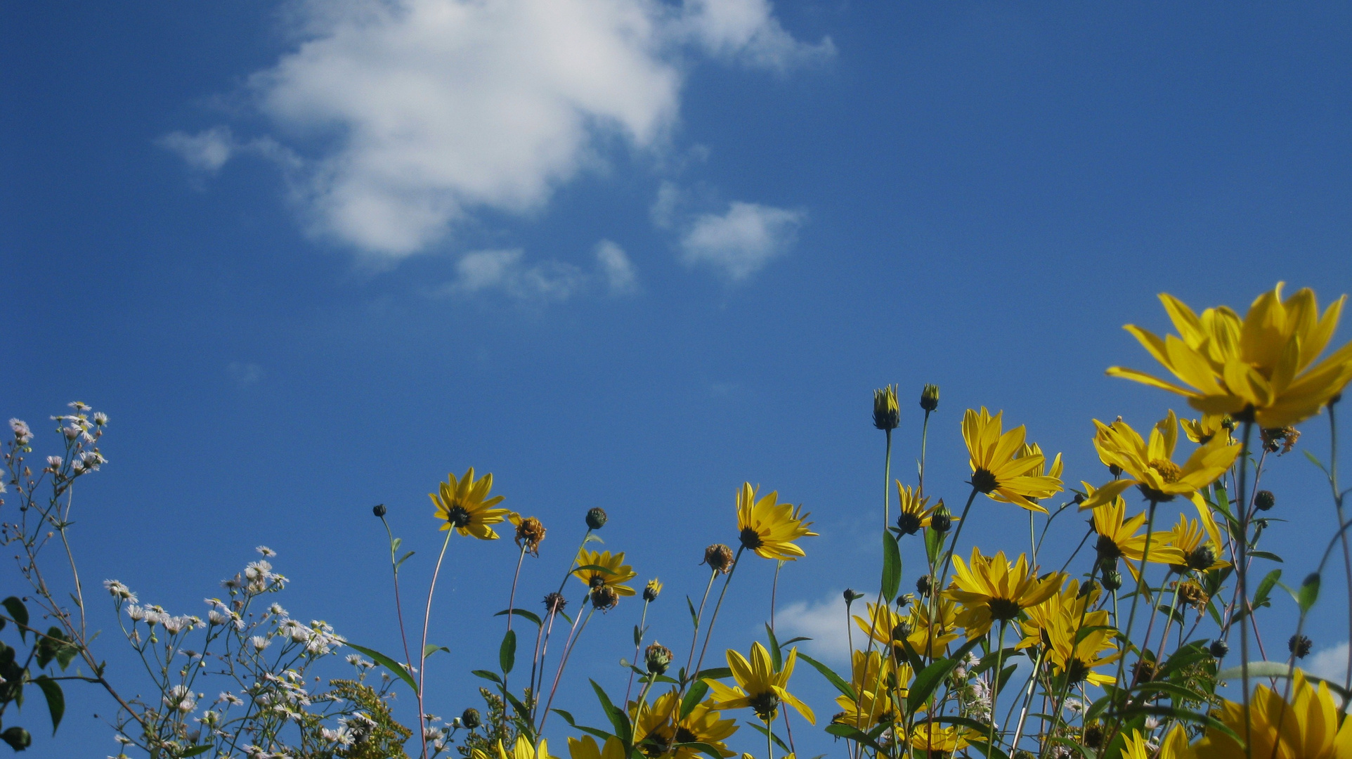 Weiss-blauer Himmel