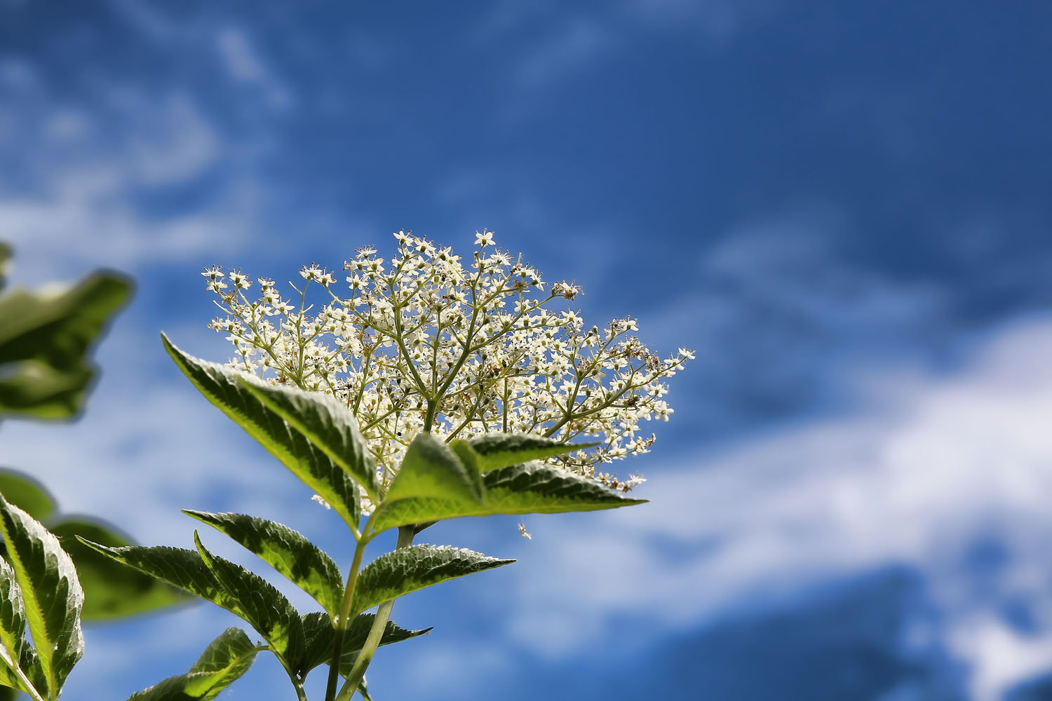 weiss-blauer Sonntags-Himmel