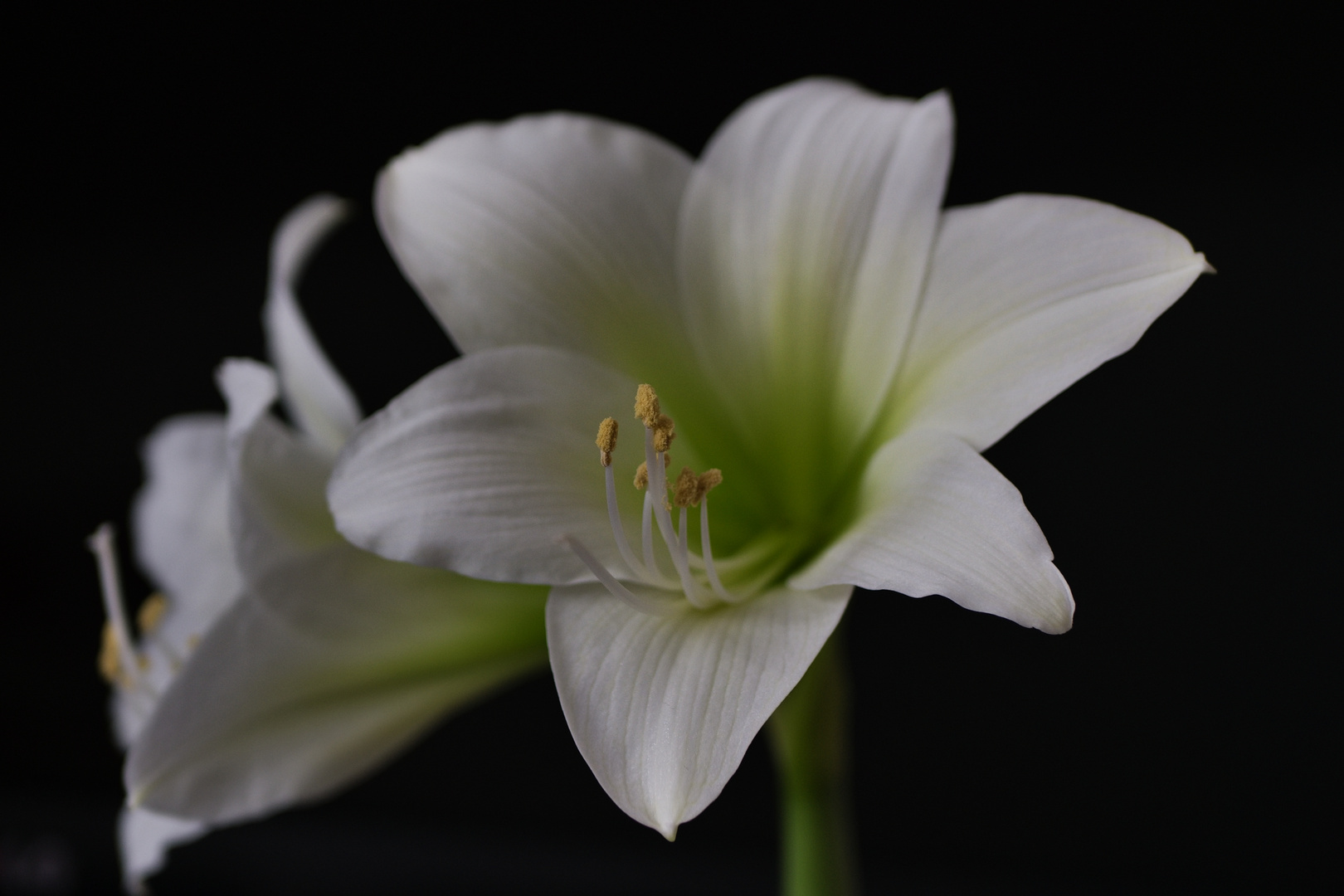 Weiß blühende Amaryllis