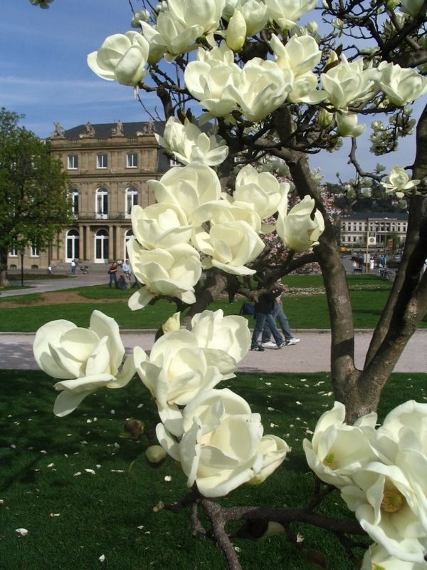 Weiß blühende Magnolie / Zierbaum / auf dem Stuttgarter Schloßplatz