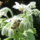 Weiß-blühender Borretsch (Borago officinalis)