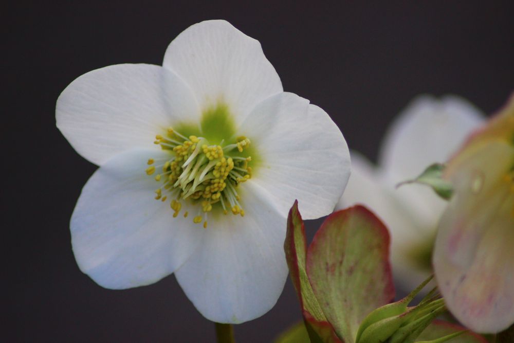 Weiß Blüte..