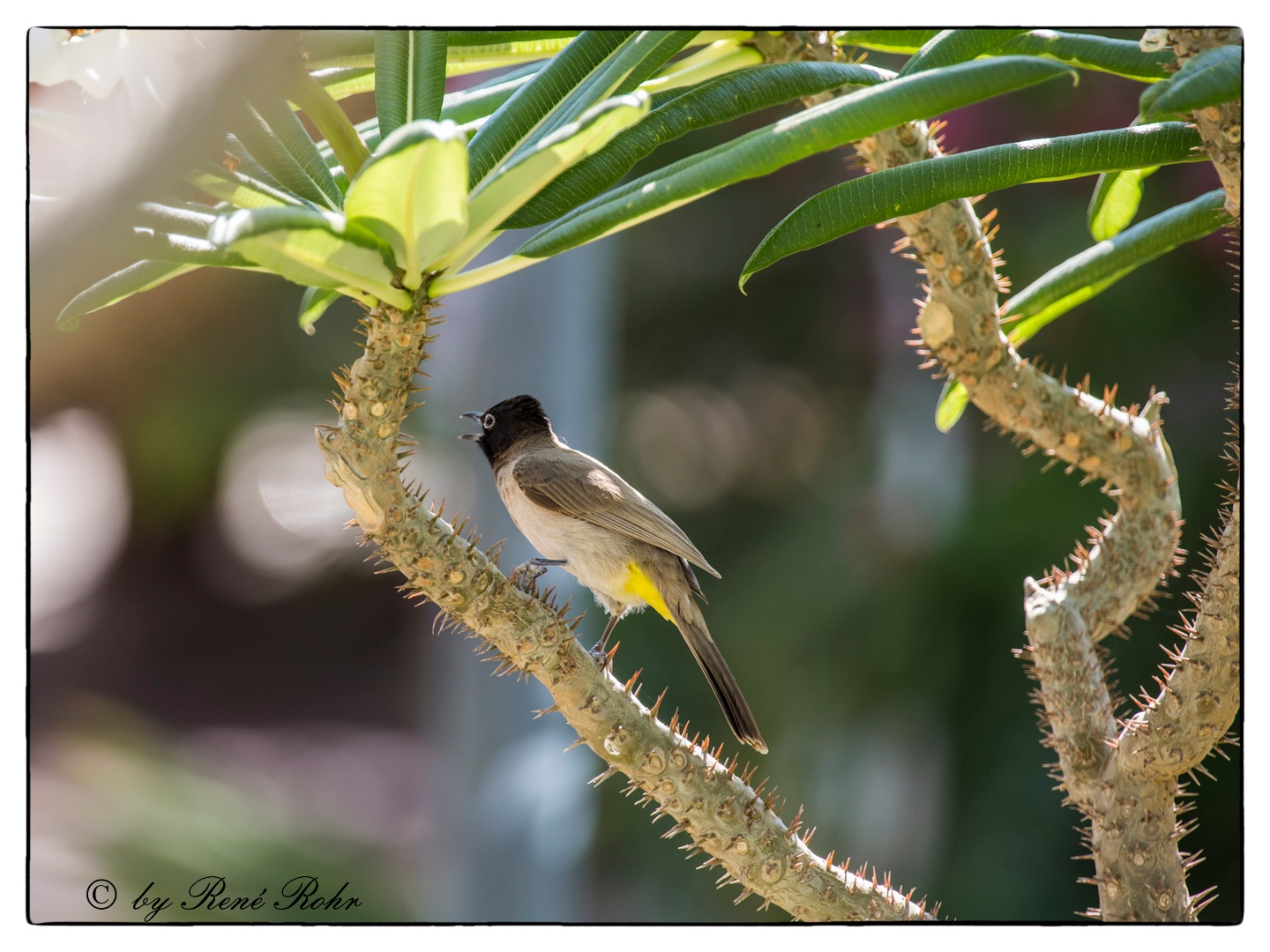 weiß-Brillen Bulbul