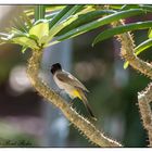 weiß-Brillen Bulbul