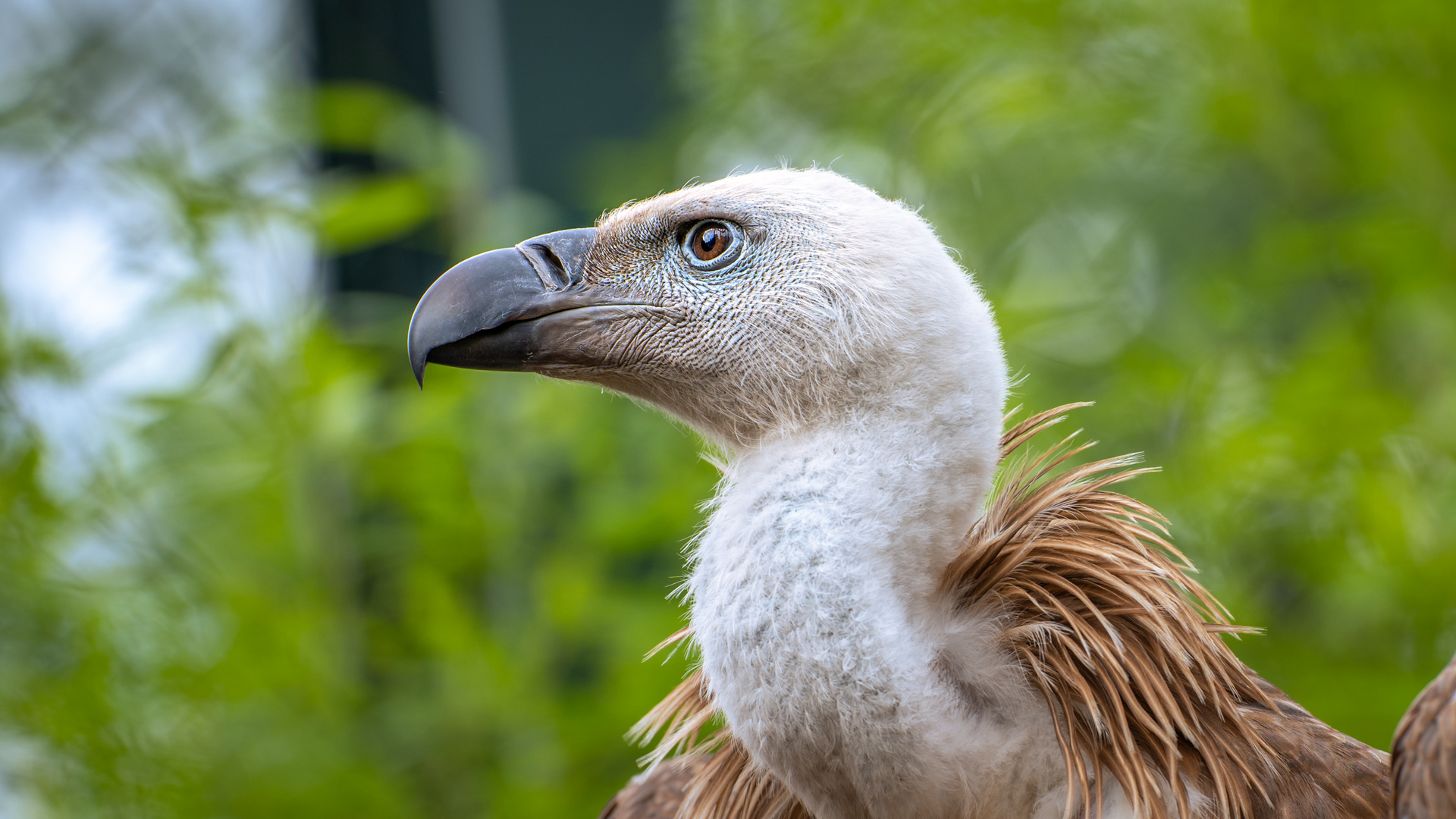 ... weiß der (Gänse-)Geier ... (II)